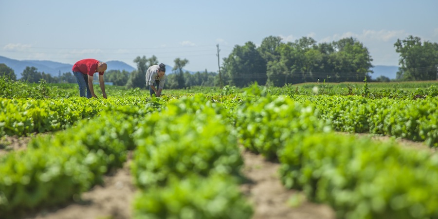 Régimen Especial Agropecuario (REA)